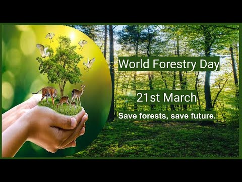 Celebrating Our Green Lungs: World Forestry Day 2024